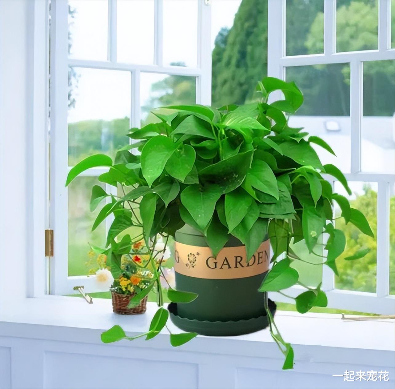 卧室摆上6种花,好养好看颜值高,净化空气,还能改善睡眠