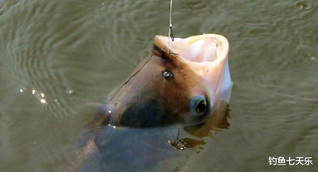 鲢鳙|野外垂钓鲢鳙,除了“邓氏钓法”,还有哪些关键点要掌握?