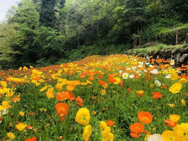 汶川|约！汶川『6月花花世界』已上新！