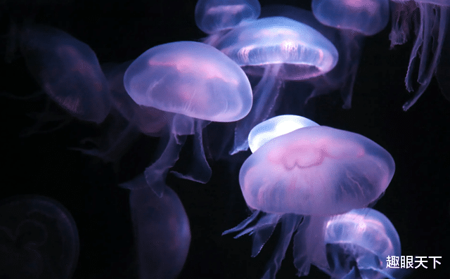 如果海洋中的水全是淡水,地球会发生什么?科学家:后果很可怕!