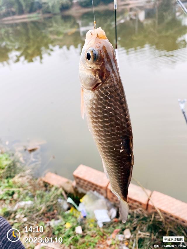 |2023·01·10·专注单竿又该得瑟一下了!