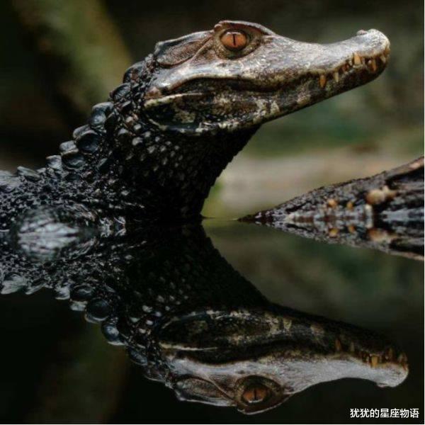亚马逊为什么是人类禁区,这6种生物就算有现代武器也不是对手