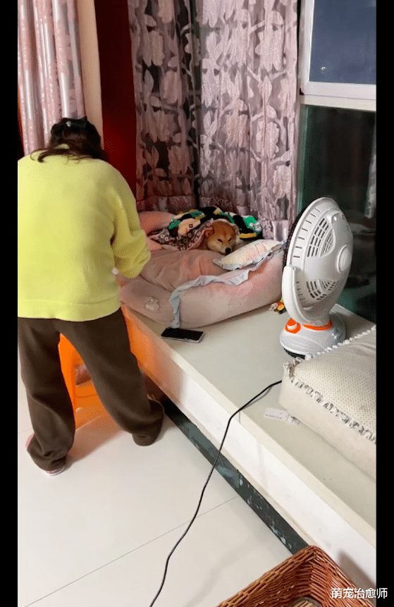 妈妈怕家里狗子冷，不仅给它盖被子烤火还亲自喂饭，皇帝般待遇啊