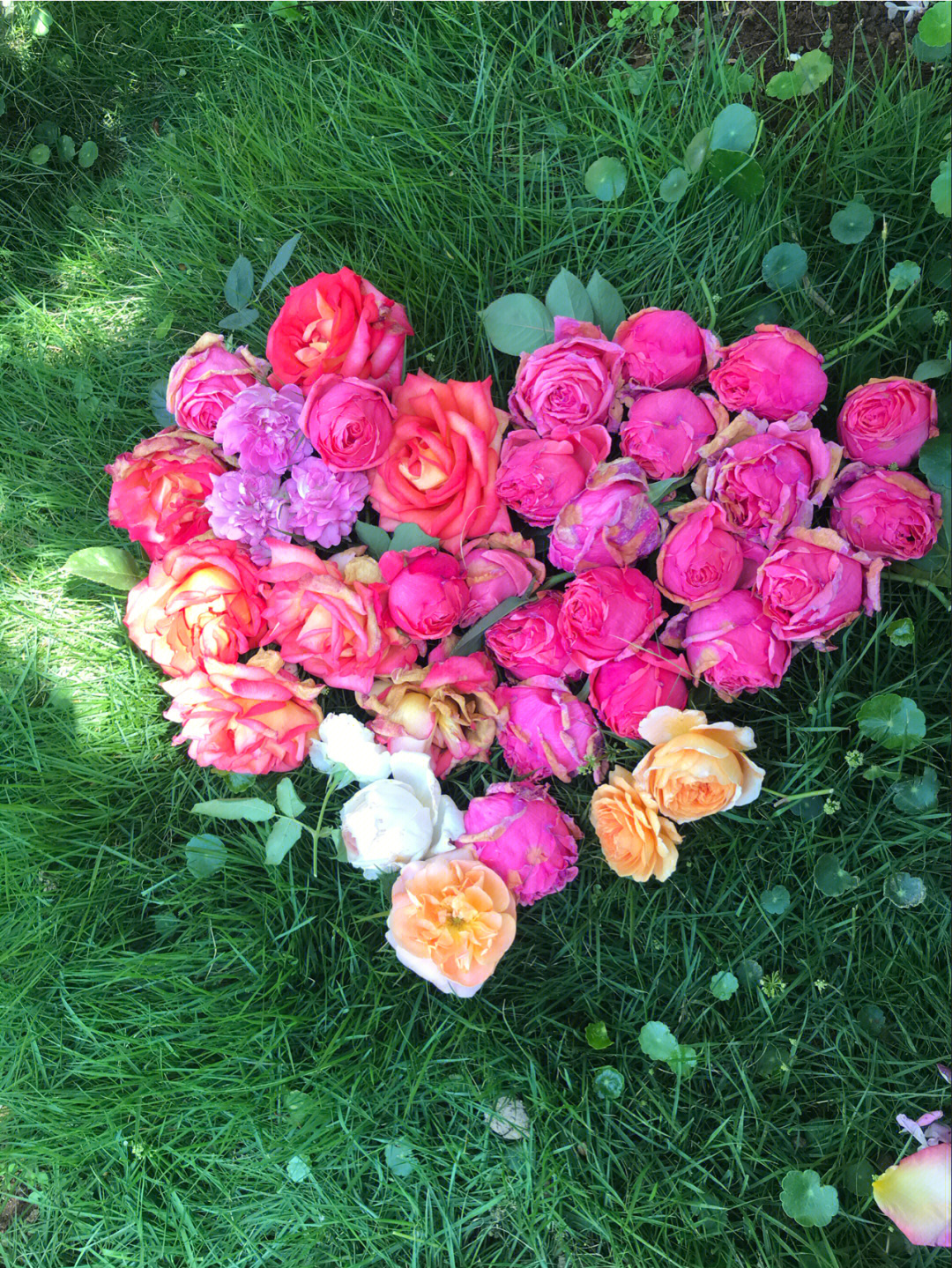 如果有地,一定要回农村建个房子和院子,那才是我们向往的生活