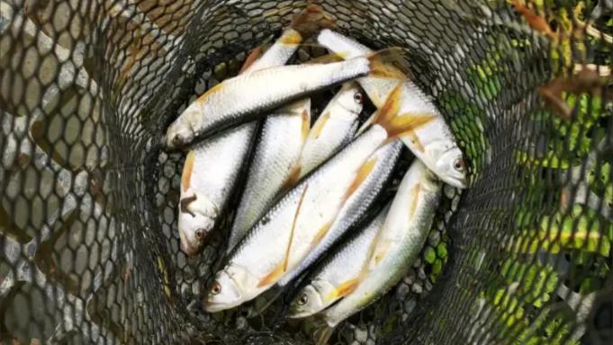河南省舞阳县，男子嘴馋到河里逮了8条杂鱼、5只虾、1条泥鳅