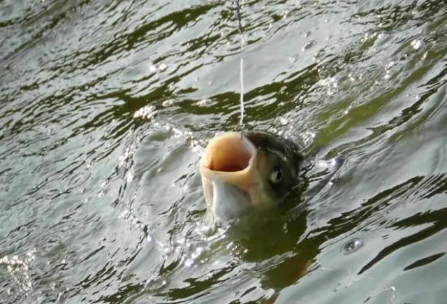 饵料|钓友牢记这4个关键字,早春垂钓轻松得鱼,渔获不知道要好几倍!