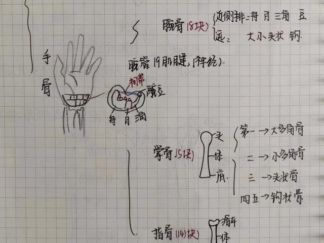 00后医学生的手绘笔记火了，生动有趣又便于记忆，美术生自愧不如