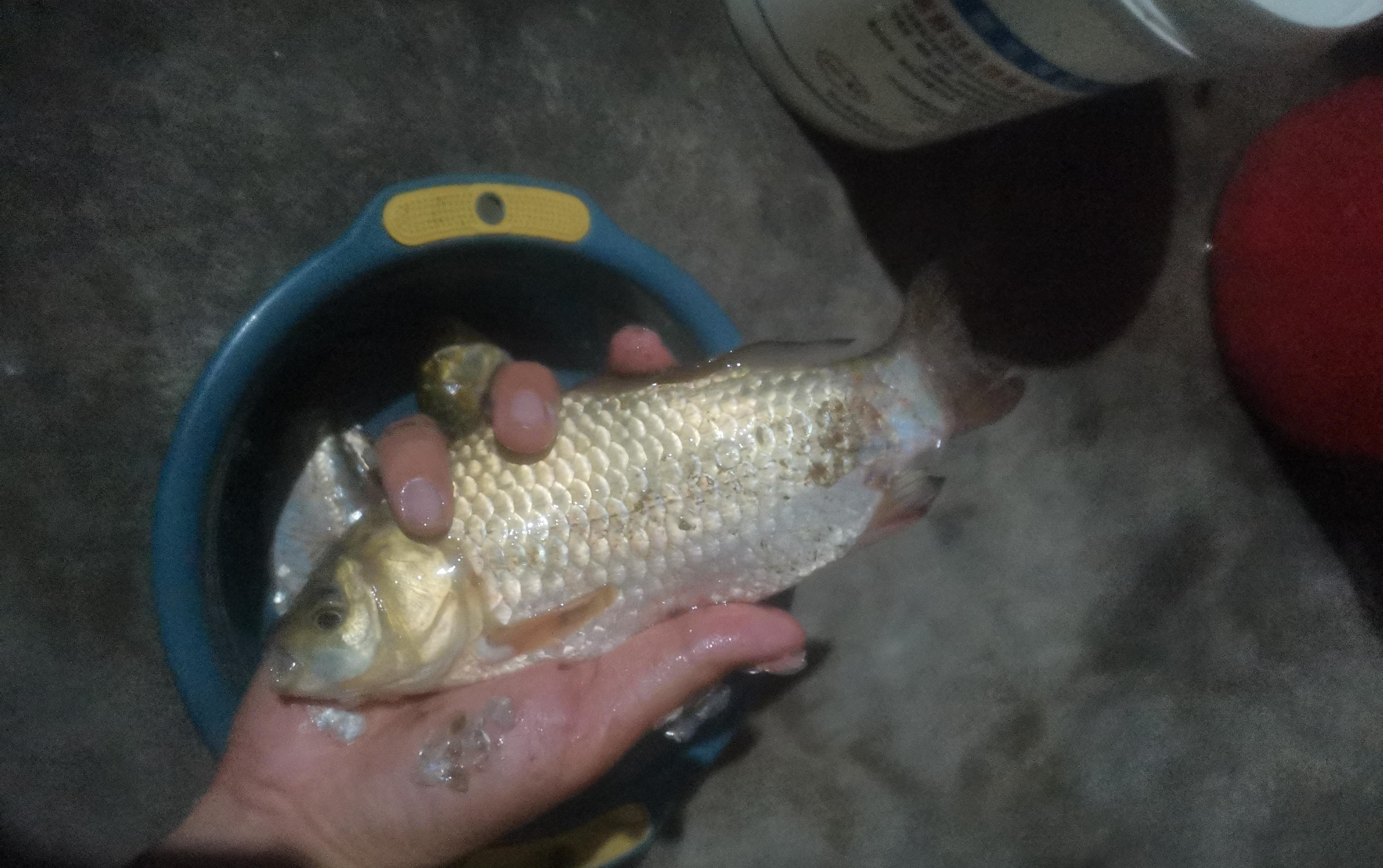 江苏省|江苏一河道鲫鱼大爆发，一天轻松钓10斤鱼，有人开车100公里来钓