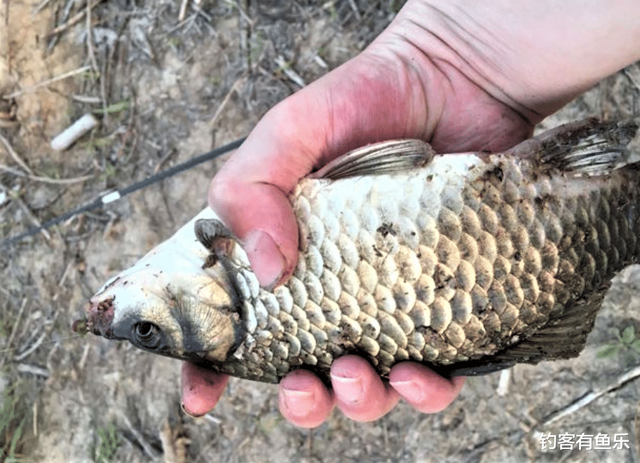 饵料|冬末春初钓鱼难度大?掌握这4点,鱼越钓越多