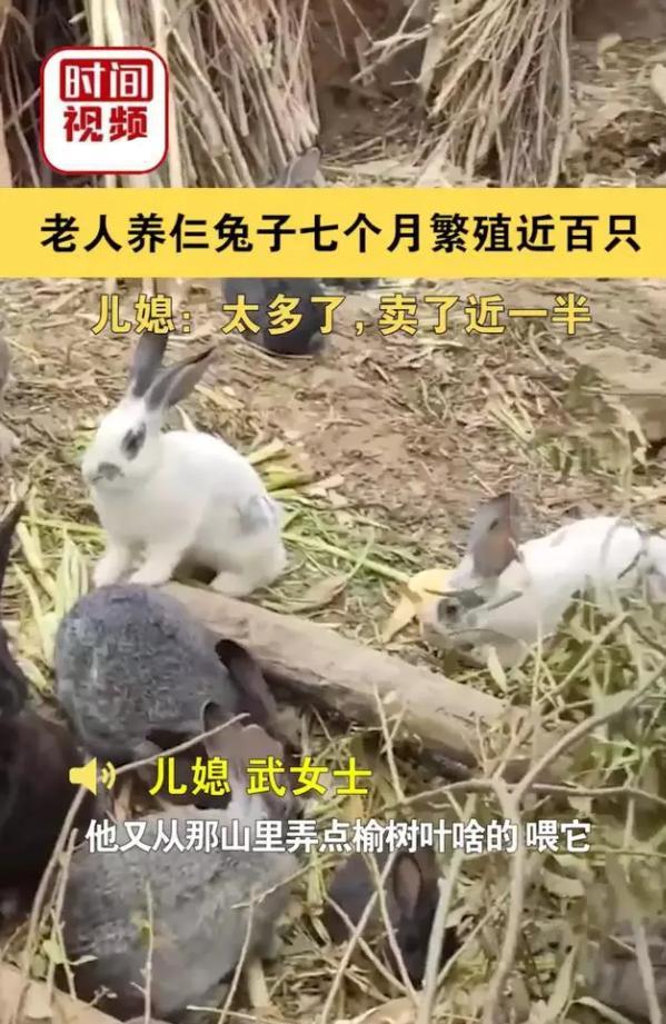 3只兔7个月繁殖近百只,有人却因猎兔被抓,兔子为啥还要被保护?