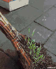 面粉|为什么脱下的袜子里面为什么总有面粉