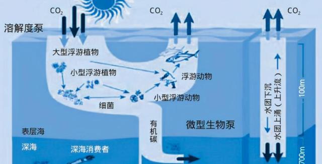 澳洲海神草:小小一棵“草”成了世界最大生物体,却还受到了威胁