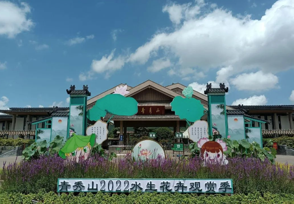 南宁青秀山最大王莲闪亮登场,直径2.18米