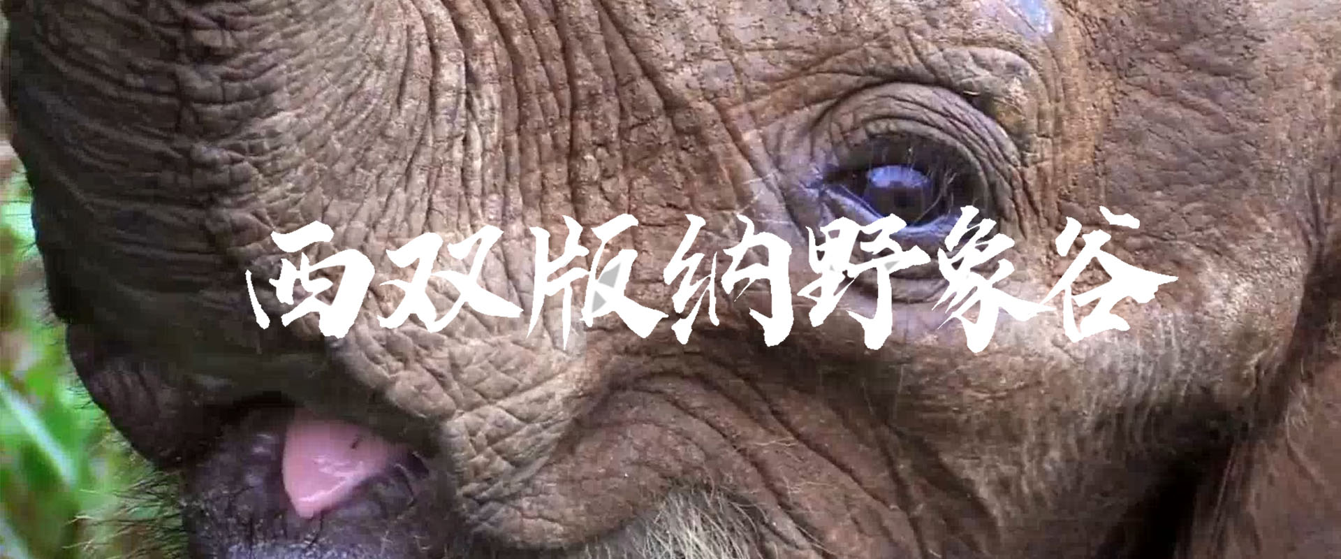 野象谷|文旅之声走进西双版纳野象谷，带大家领略野象谷的风光！