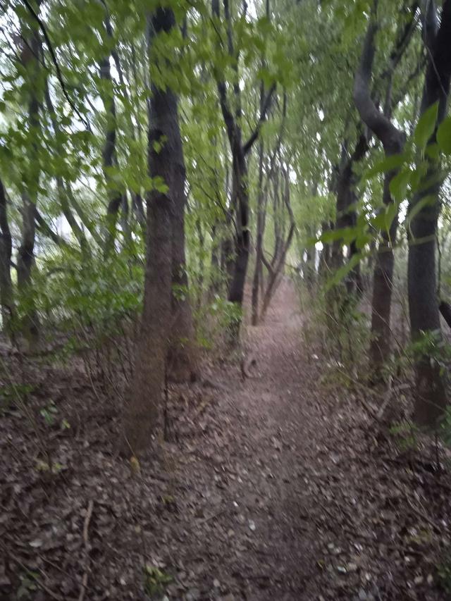 饵料|曲径通幽处，洄湾鱼群多