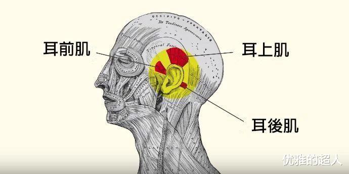 人体有哪些有意思的进化残留?