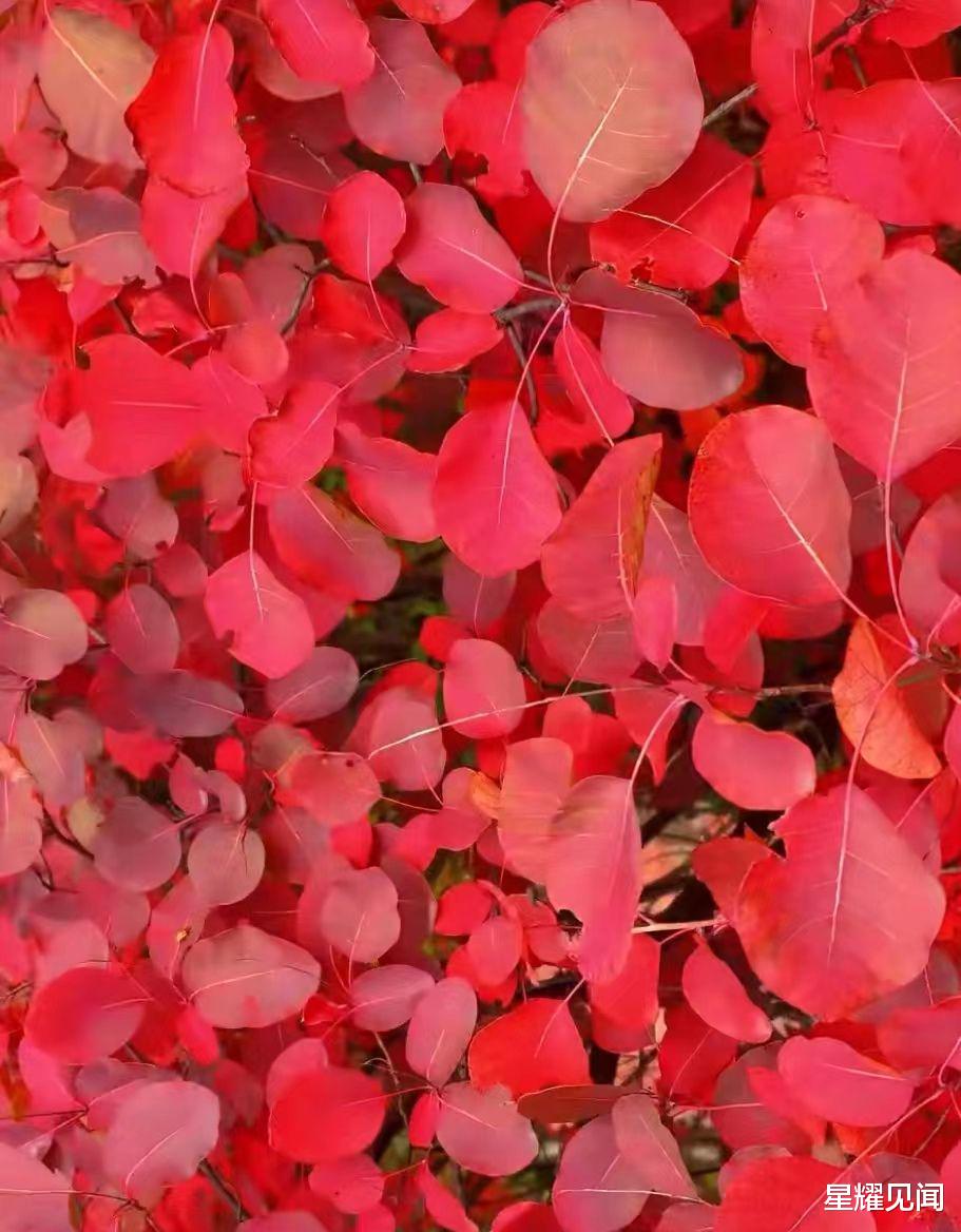 |看红叶,来卢氏就对了!