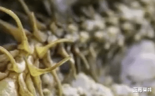 新物种!有着蜘蛛形态尾巴的蝰蛇,实力太强了:蛛尾拟角蝰