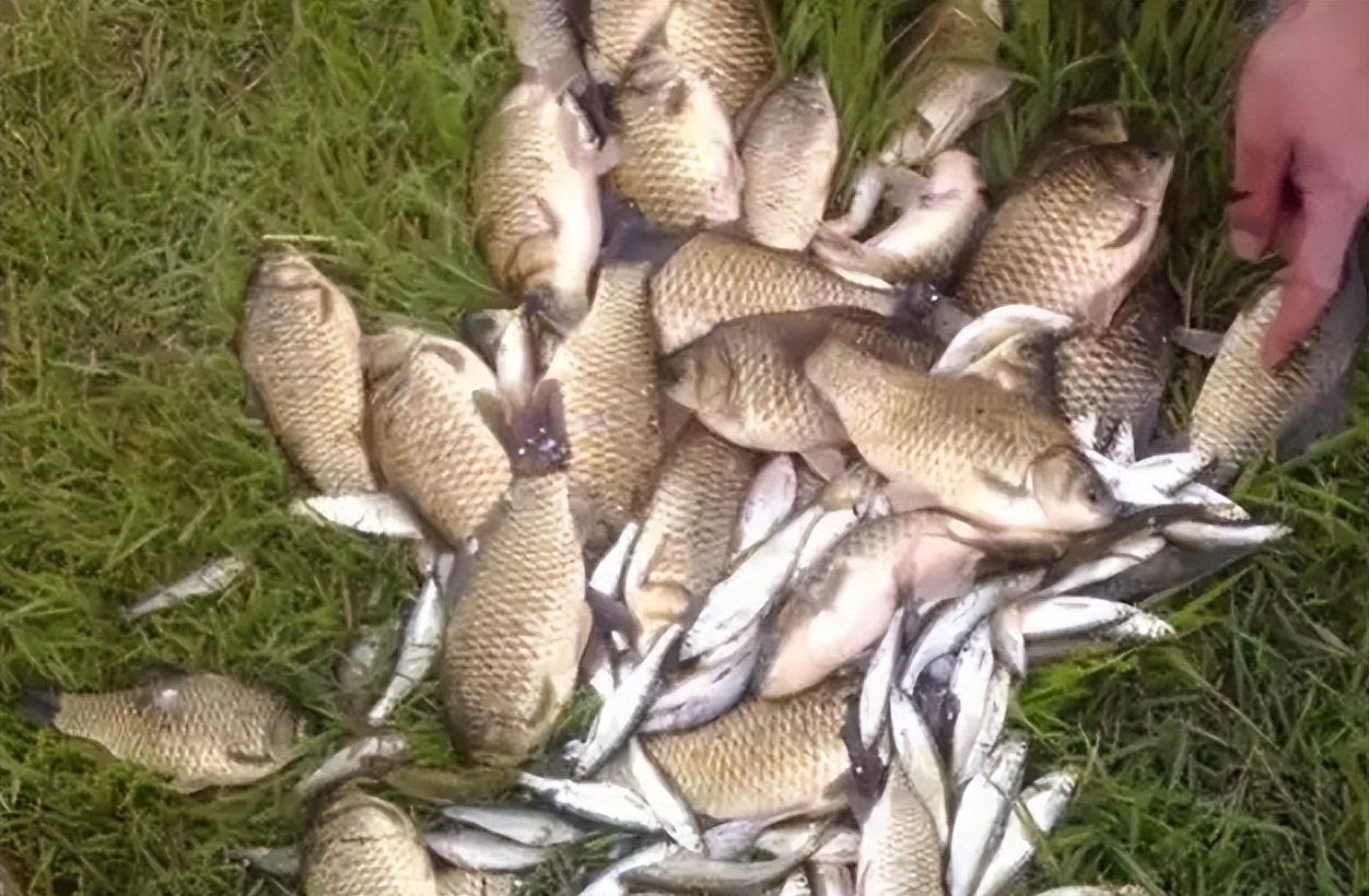 空军|进入七月,如何钓鱼不空军?搞明白这3个问题,连竿上鱼不是难事