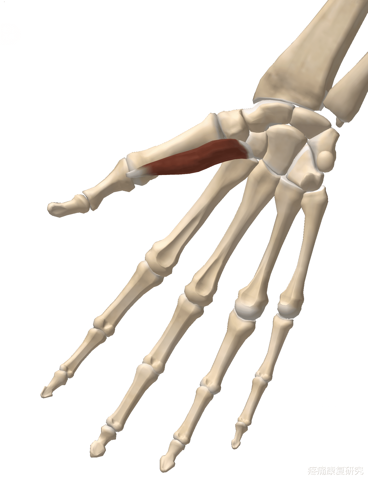 经络|【筋膜线与经络】上肢前向筋膜线与手太阴肺经
