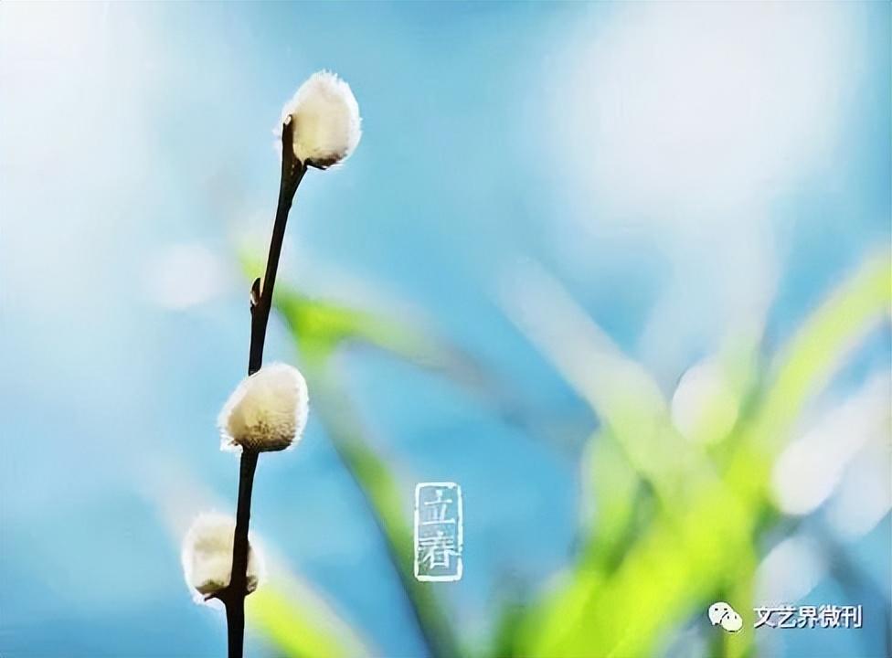 门源油菜花|郭进拴|门源油菜花