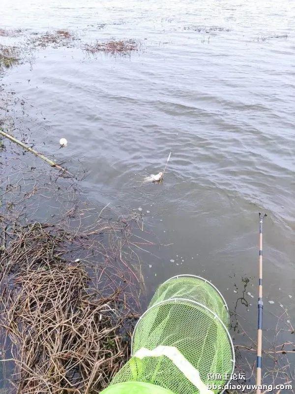 |借钓鱼王慧眼识“疯影”