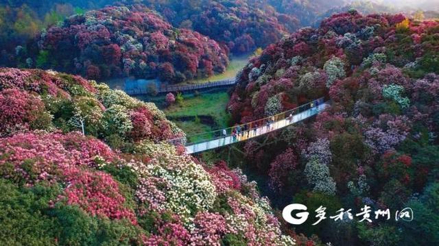 |贵州百里杜鹃推出两条旅游路线 一票能玩三天