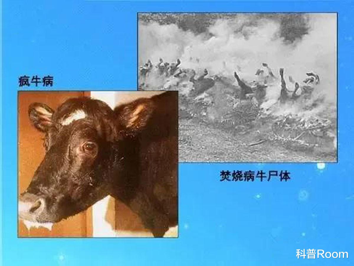 人类为何拒绝同类相食?真的存在天罚吗?生物学家出面告诉你!