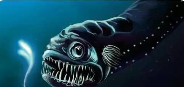 马里亚纳海沟的沟底有没有大型生物？有多大？