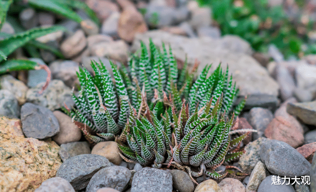 玩转庭院，低成本，高颜值，学会这几招你也可以
