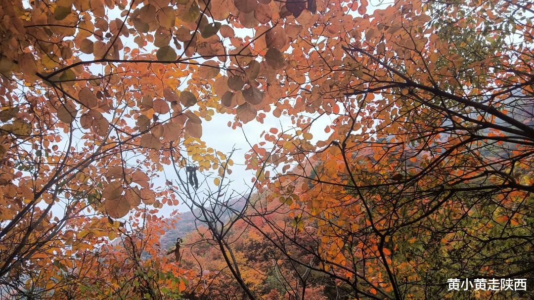 自驾|承包一整个山谷的绚烂秋色！就在西安周边，自驾可达0门票！