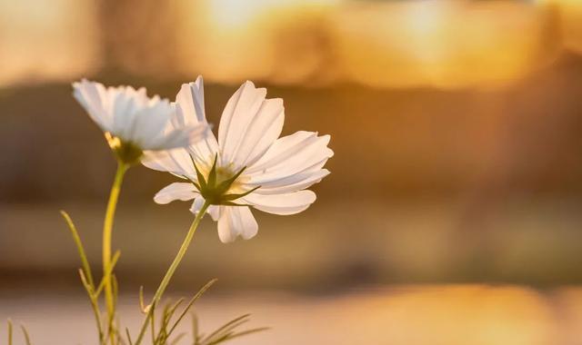 姹紫嫣红的春天，学习六个摄影技巧，拍摄别样风情的花朵照片