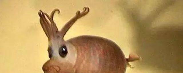 7种极罕见的动物,一种在中国发现,还有一种价值高达160万