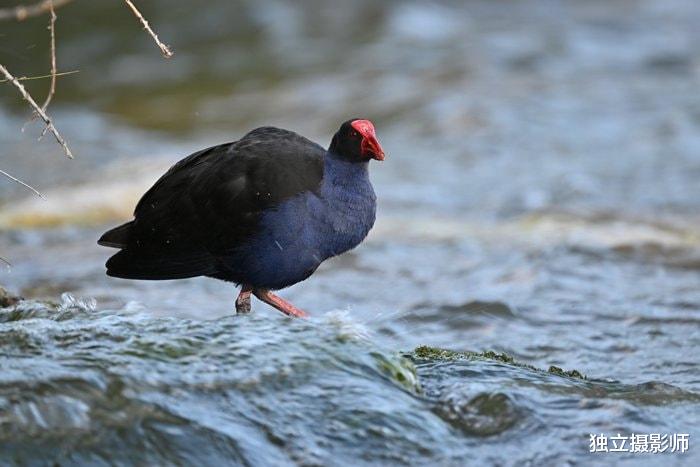 蓝牙耳机|尼康Z 800mm f/6.3 VR S镜头正式发布