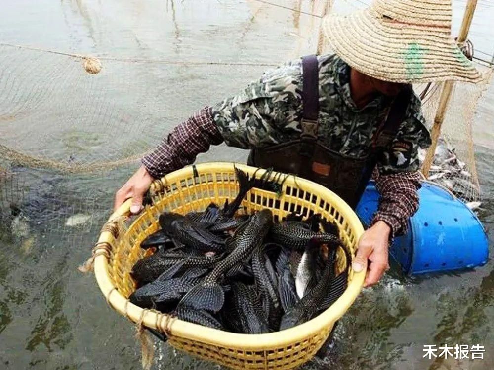 因人为放生泛滥成灾,一天可吃掉5千粒鱼卵,已造成多种鱼类灭绝