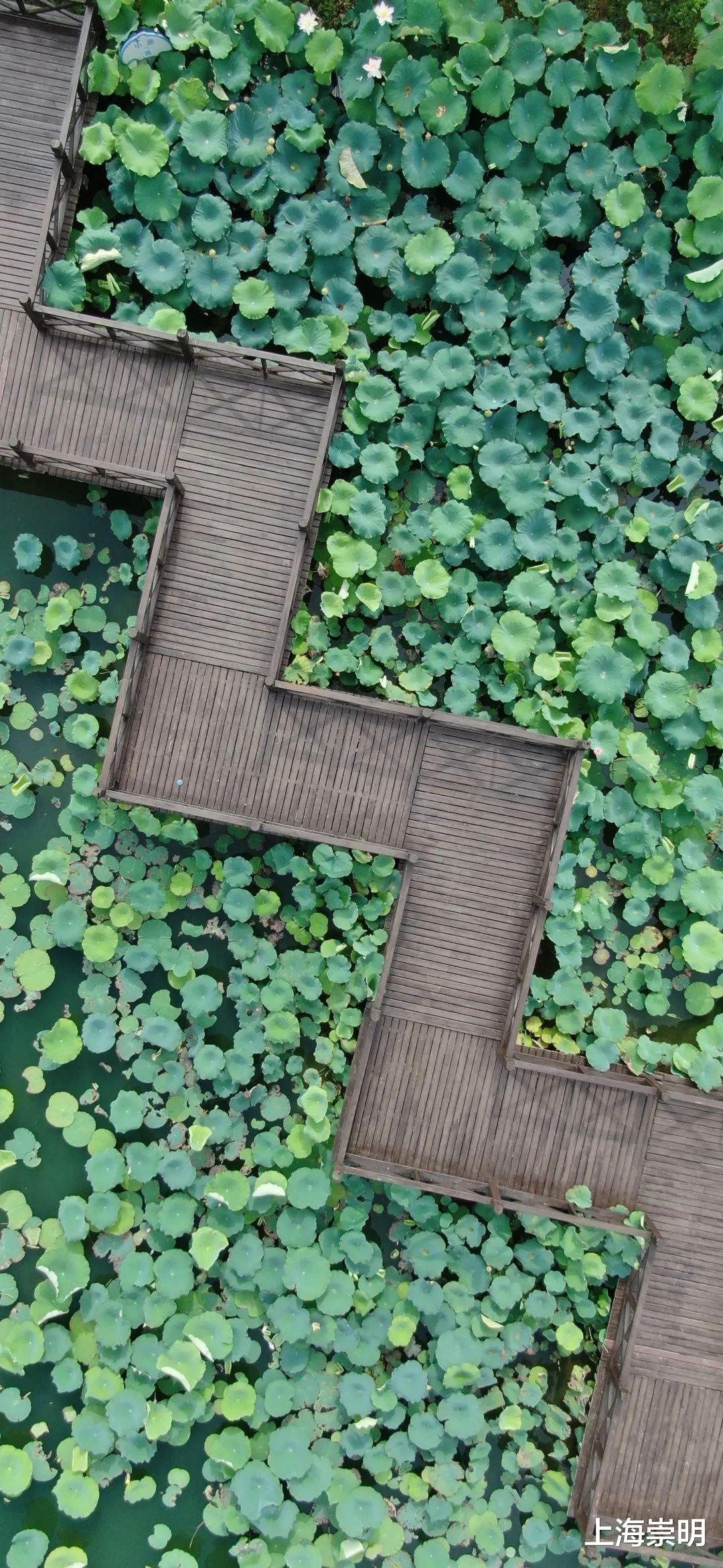 文化节|《沉香如屑》中的四叶菡萏，崇明有很多！