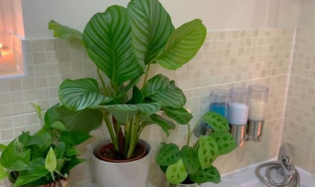 卫生间养啥花好?这“5种”,青翠繁茂,吸收湿气,空气自然清新