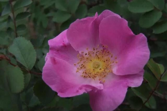 |具有天生领导范的星座，大局观很强