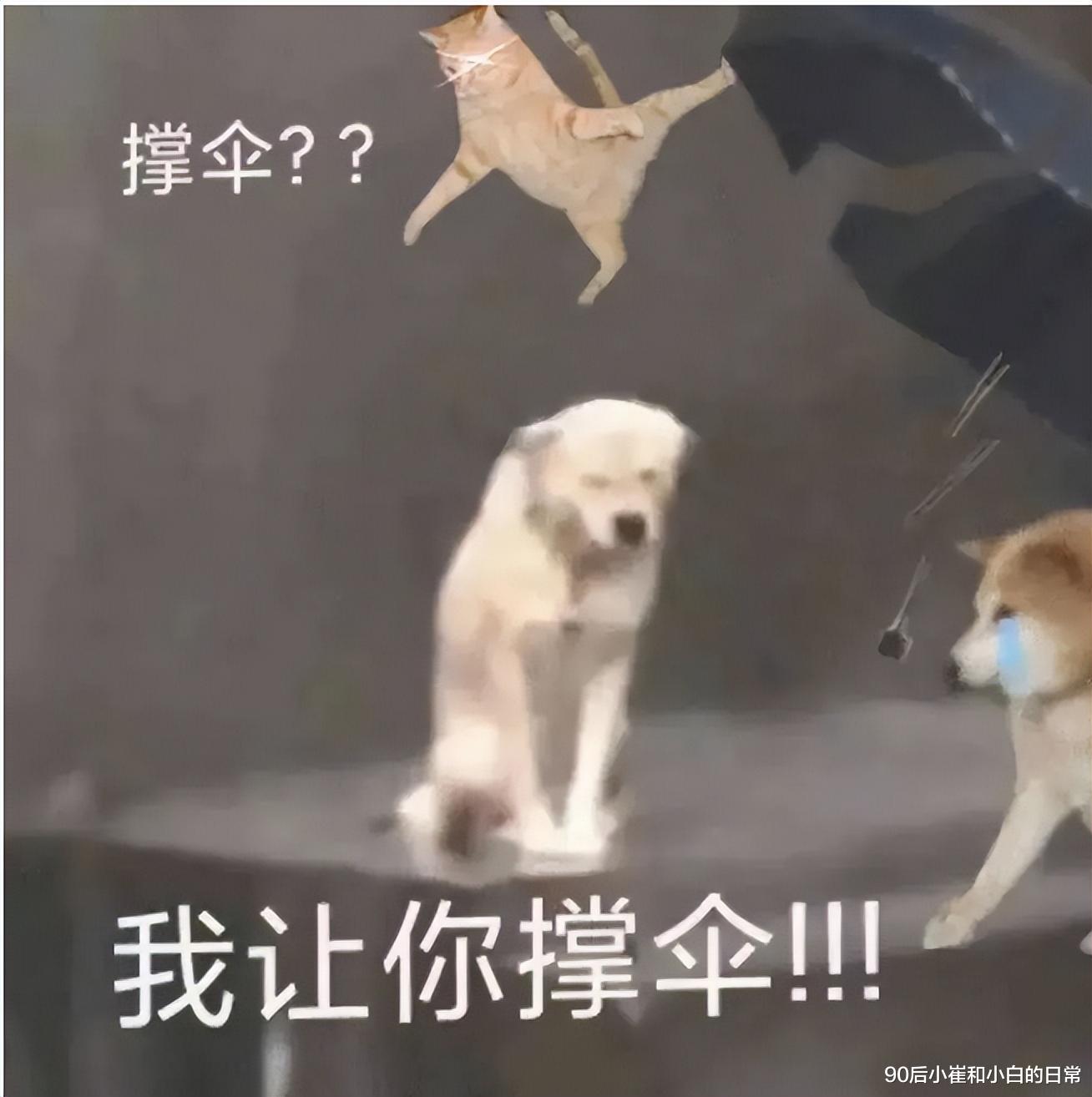 00后|00后老师开始撕伞了，到底是什么梗？网络谐音梗火遍网络，网友表示污染了语言环境