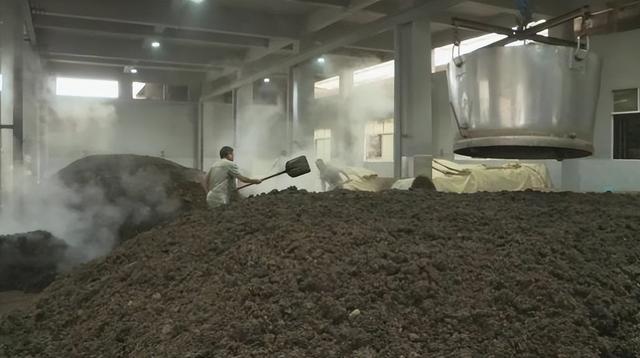 男子酒糟喂牛,一年一头牛增加900多斤,年销售额达到3000多万