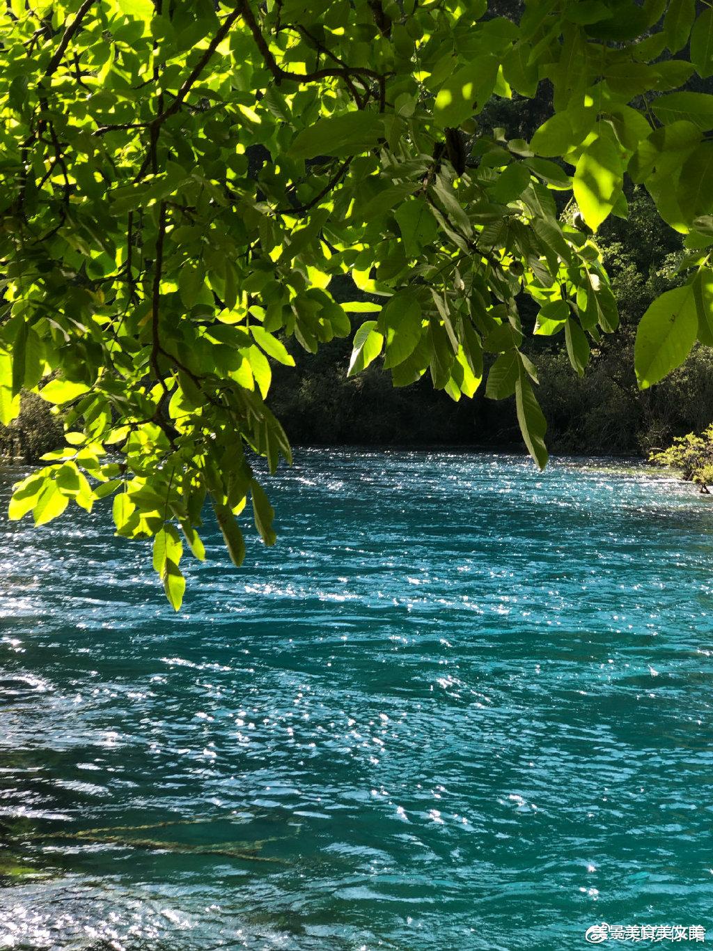 |夏天的九寨沟,绿意盎然,水幽蓝深邃,太美太凉爽