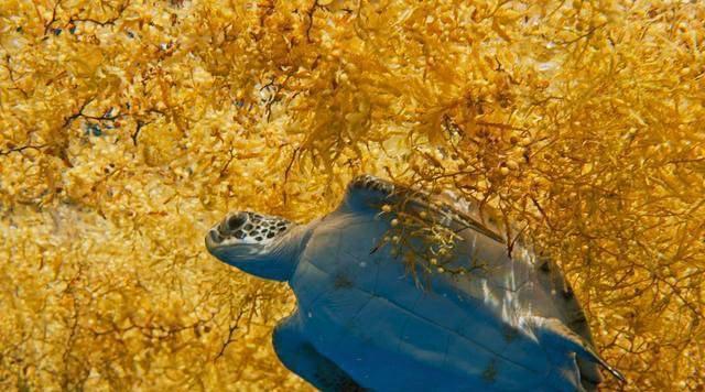 据说马尾藻海是地球上最危险的海，无人敢踏足，这是真的吗？