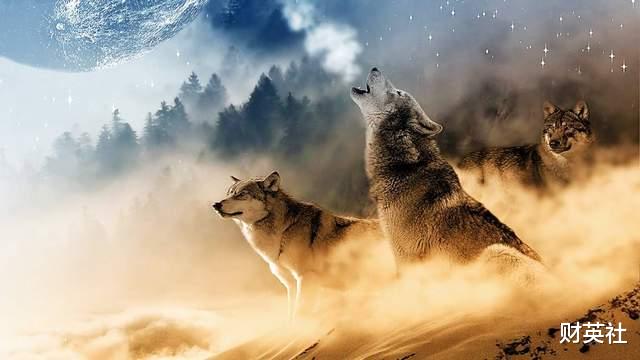 华为|为啥很多小公司,只要一学习华为的狼性文化,就破产倒闭了?