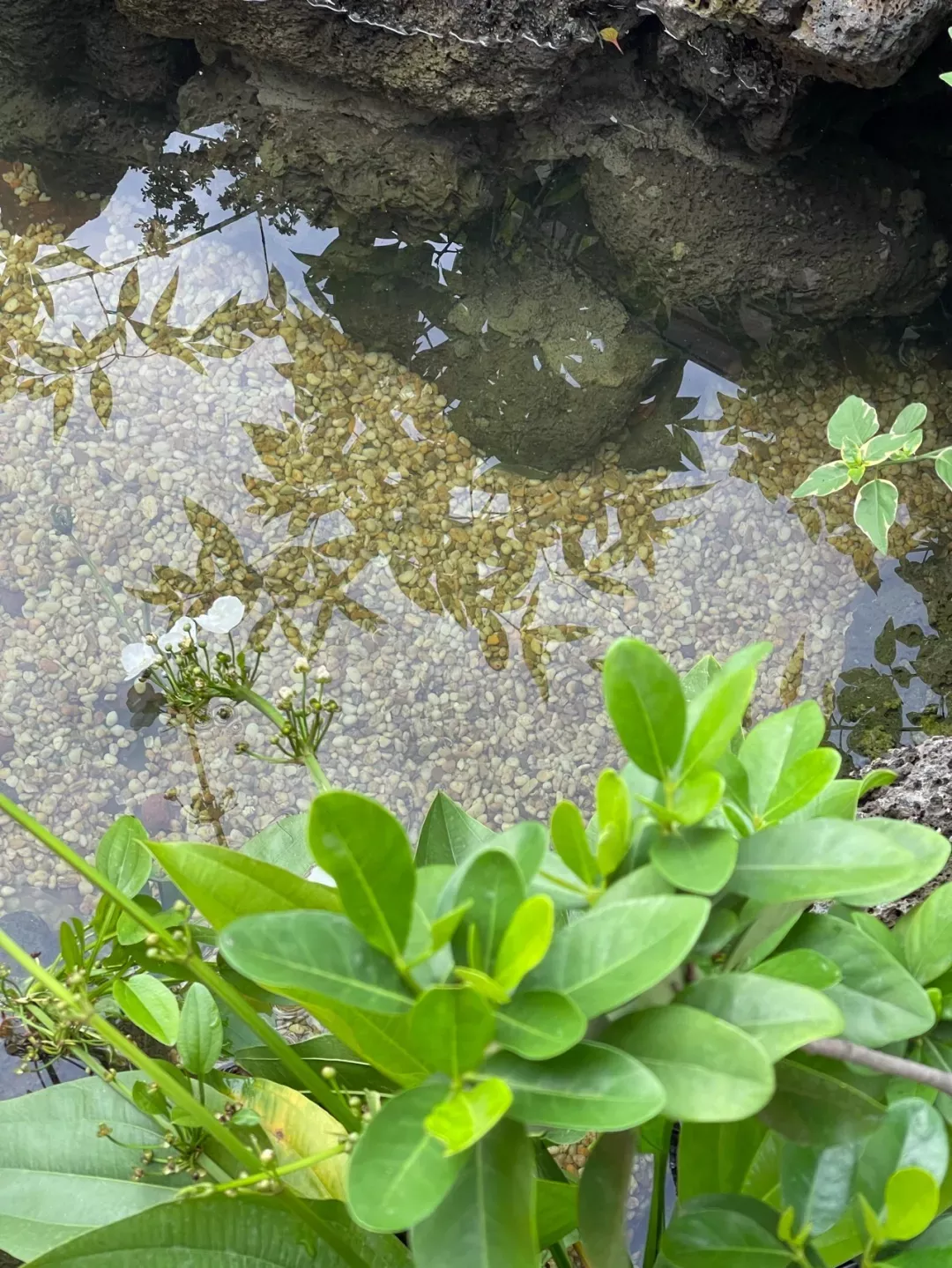 契税|花12万改造170㎡别墅庭院，乐享惬意的花园生活