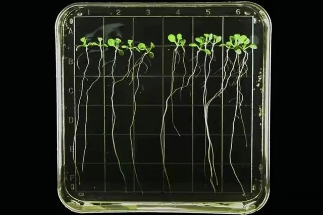 水稻、拟南芥、蔓越莓,神舟十四号为啥带它们回来?各有各的用处