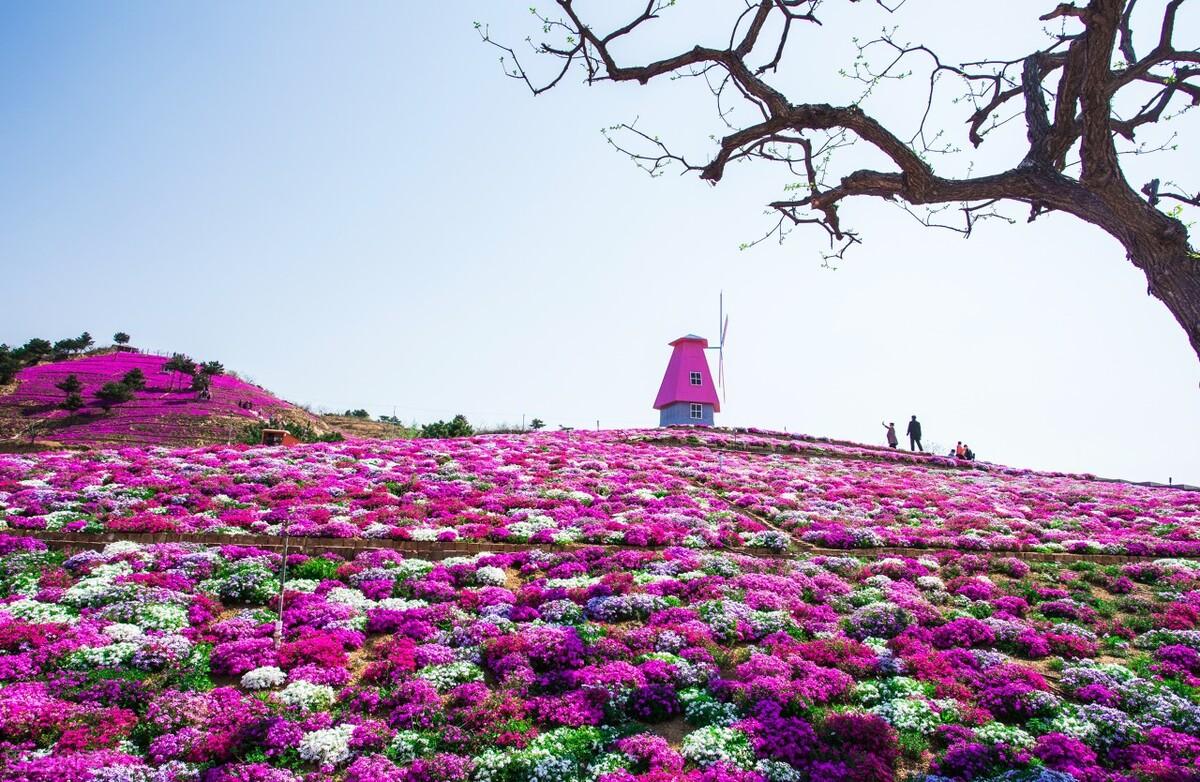 荷花|郭进拴|故乡的抱玉河