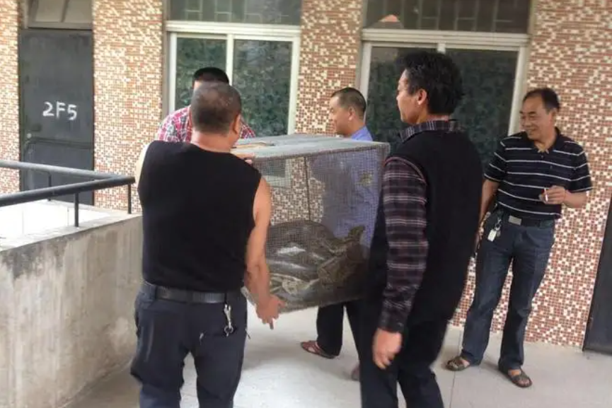 从1986年起,湖北农民被群蛇追杀5年而亡,埋葬后蛇群在墓碑聚集