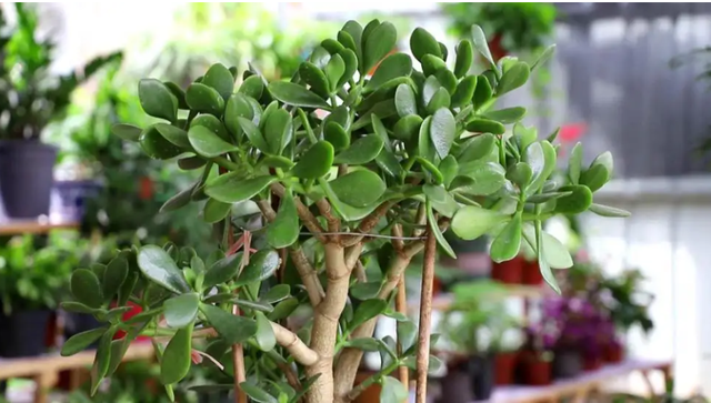 不跟人们争氧气的“6种花”,养在卧室里,睡眠都变好了