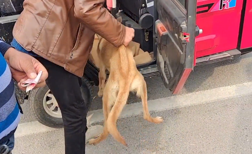 瘦马犬在三轮车里可怜巴巴地看着大叔，可最后还是350块被卖给了狗贩子