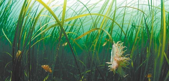 澳洲海神草:小小一棵“草”成了世界最大生物体,却还受到了威胁